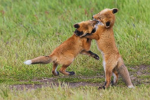 USA-Washington State San Juan Islands-red fox kits playing Games and Sports Print